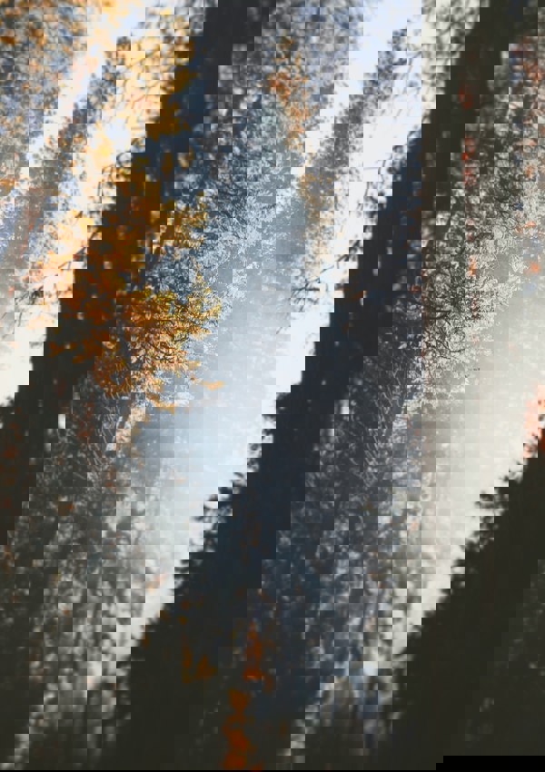 Individual Financial Services